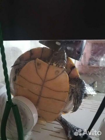 Красноухие черепахи с аквариумом и полный комплект объявление продам