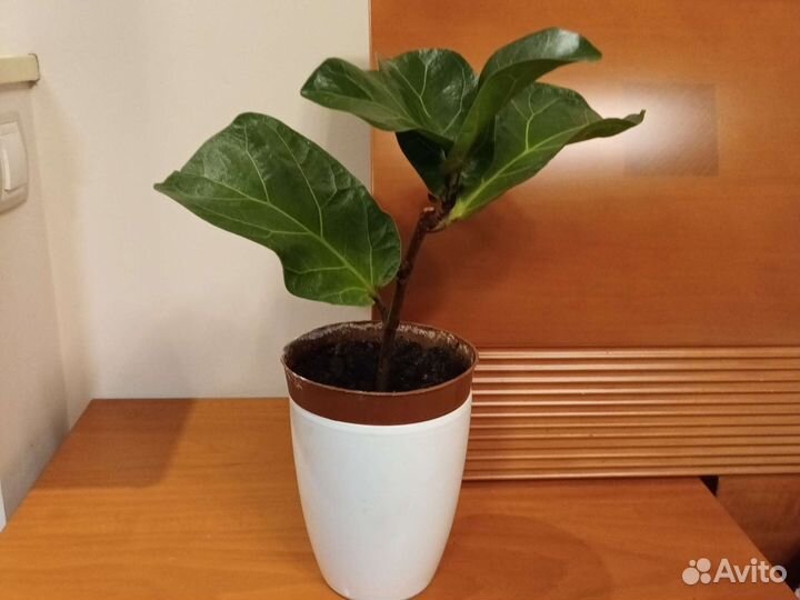 Фикус лировидный бамбини