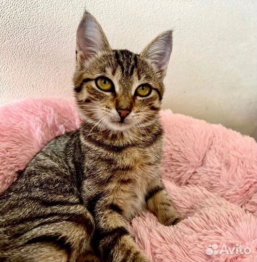 Василиса-нежное 3-х месячное дитя нуждается в доме