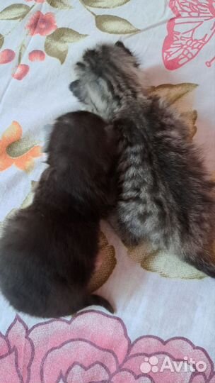 Котята в добрые руки бесплатно