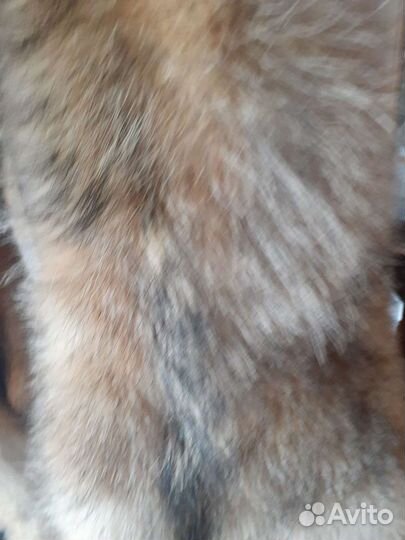 Шкура волка
