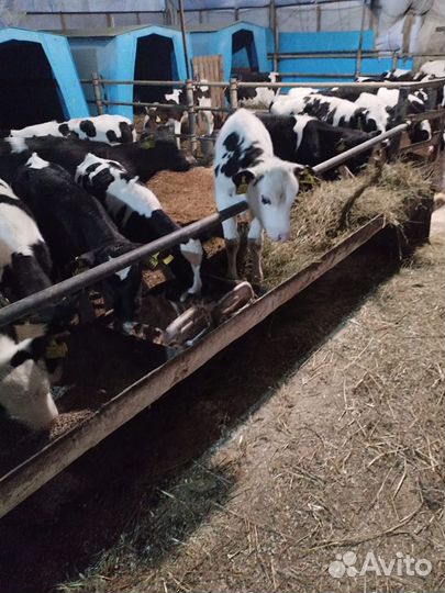 Бычки и телята