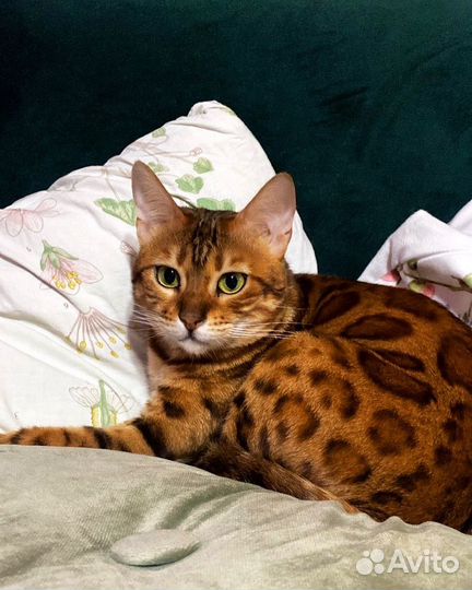 Бенгальская