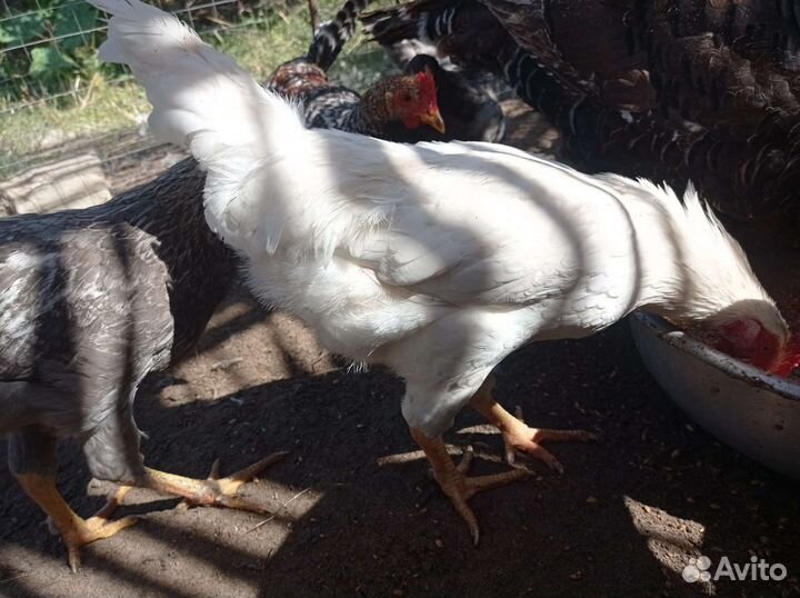 Молодые петушки