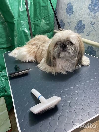 Груминг собак на дому
