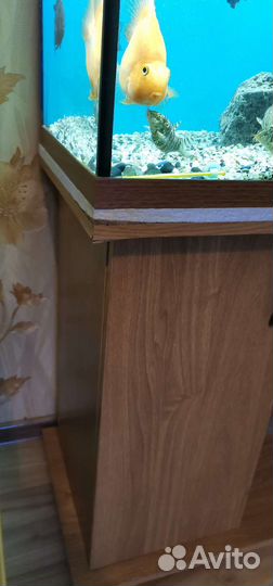 Аквариум и рыбки