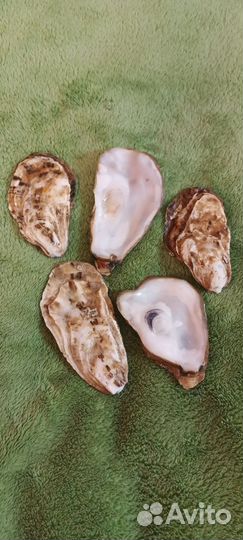 Ракушка моллюска Анадара