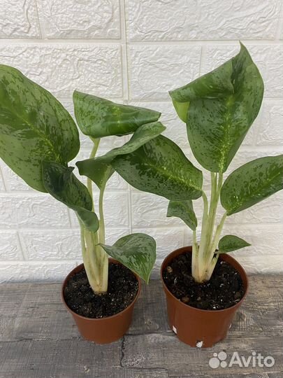 Аглаонема Лимон Минт