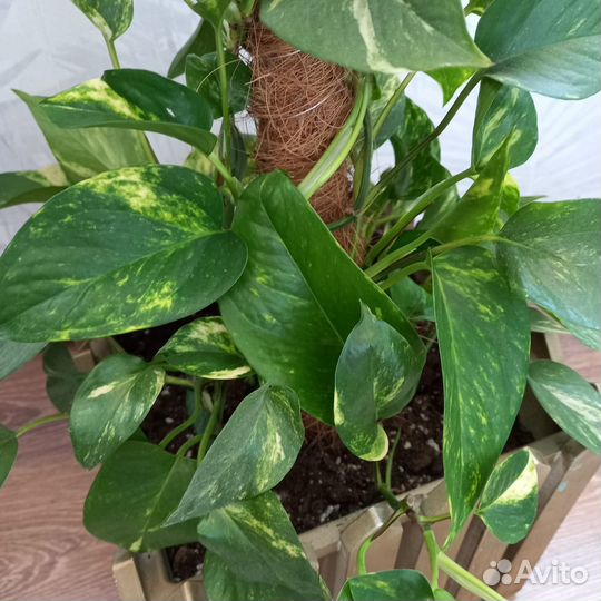 Сциндапсус