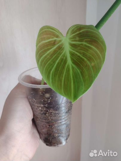 Бархатные филодендроны (лианы)