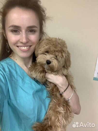 Ассистент ветеринарного врача