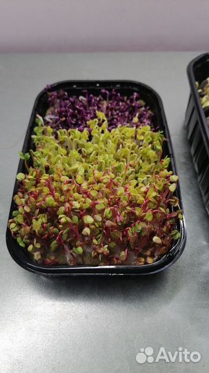 Микрозелень