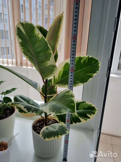 Фикус эластика тинеке