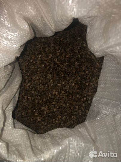 Семена арбуза