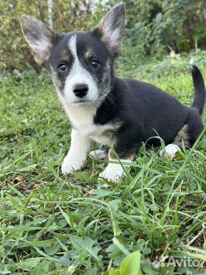 Сладкая булочка