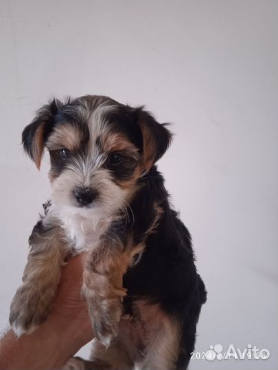 Щенки бивер йорка