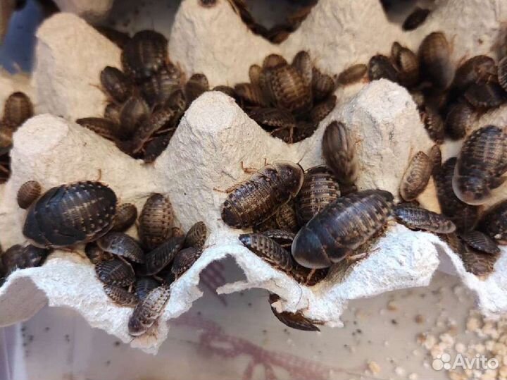 Аргентинские тараканы