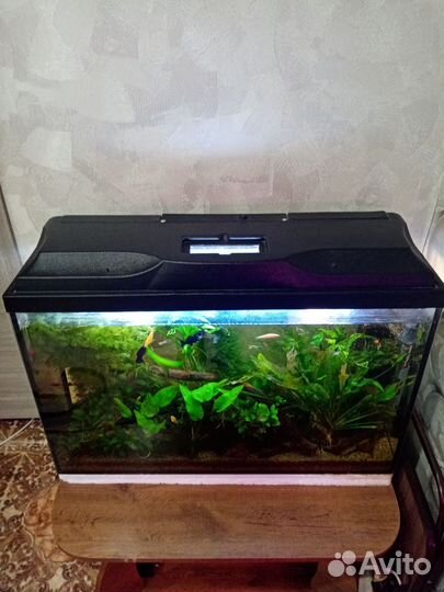 Аквариум