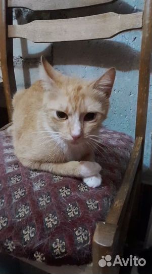 Ответственным хозяевам