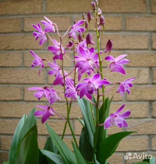 Орхидея