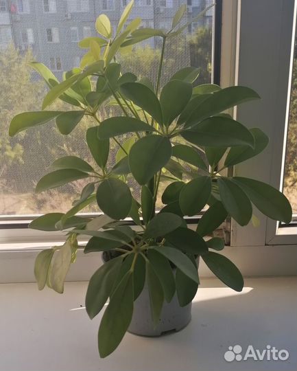 Комнатные цветы шеффлера