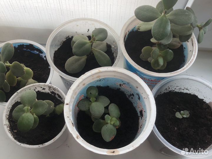 Денежное дерево толстянка