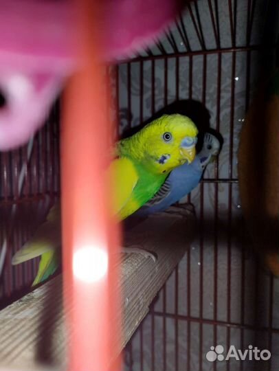 Пара попугайчиков