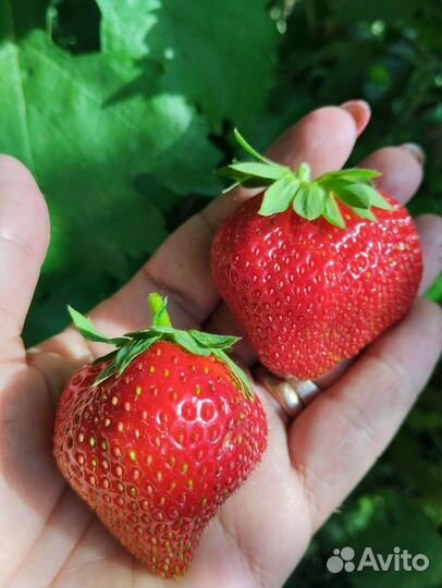 Рассада клубники