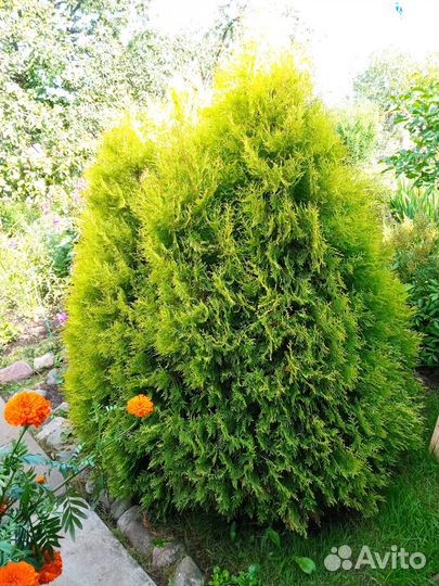 Садовые цветы и растения