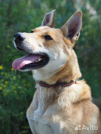 Собака Бука