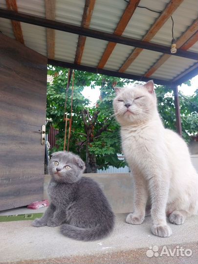 Котята в добрые руки даром