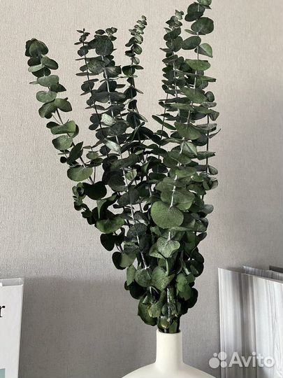 Стабилизированный букет эвкалипта