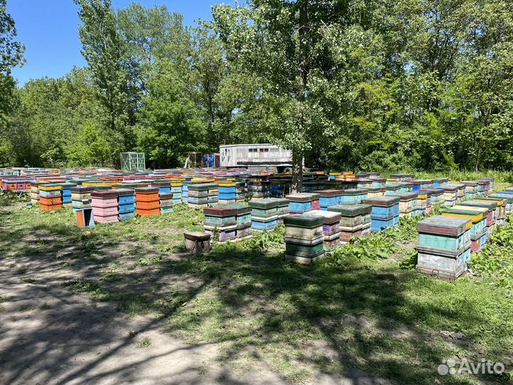 Мёд с личной пасеки 2023года