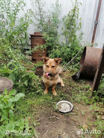 Собака в добрые руки