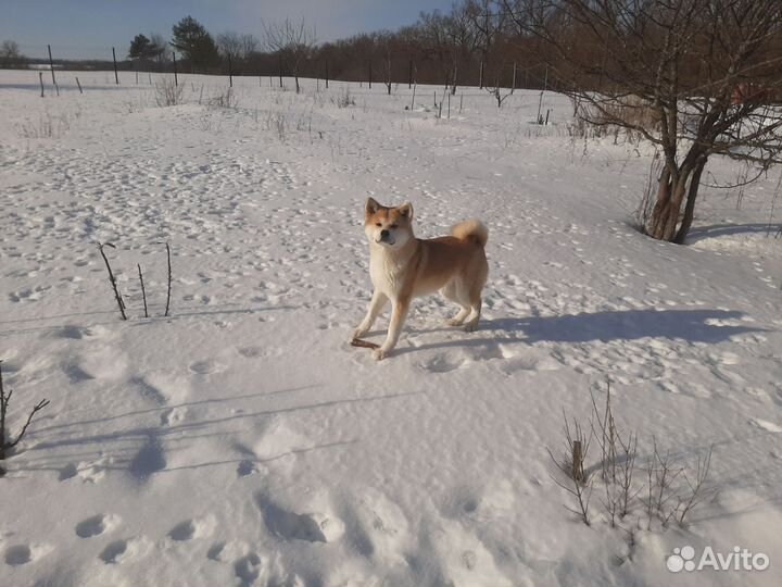 Бронь щенков Акита-Ину в Орле