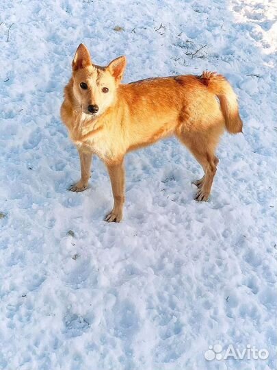 Собака в добрые руки