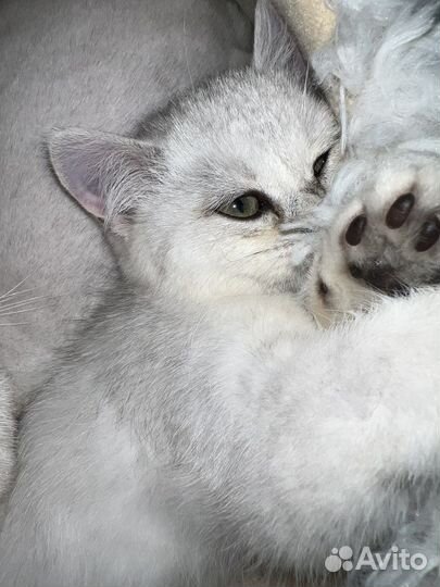 Британская кошка