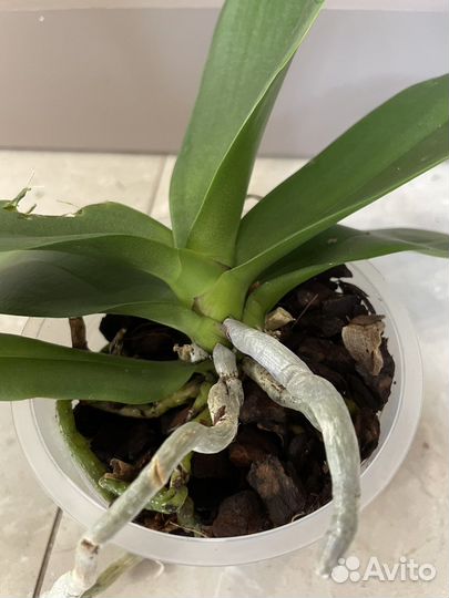 Орхидея фаленопсис белая