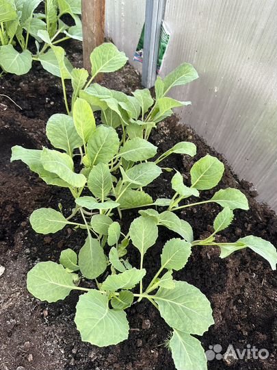 Рассада капусты