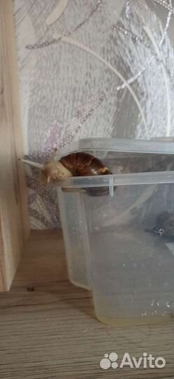 Улитки ахатины