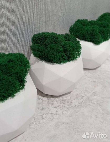 Мох живой в кашпо 5 шт