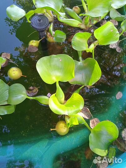 Эйхорния водный гиацинт