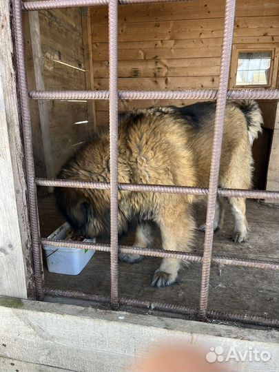 Отдам в добрые руки