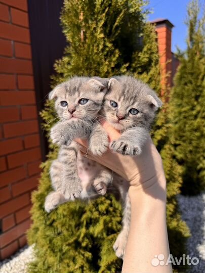 Шотландская