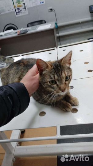 Кошка в добрые руки