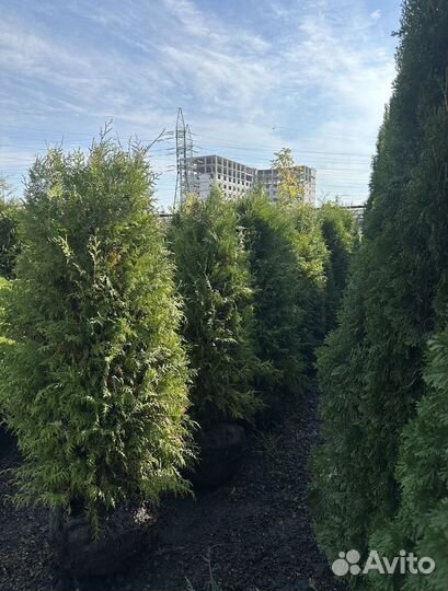 Туя западная Брабант с доставкой