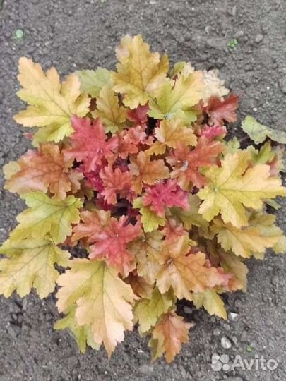 Гейхеры сортовые