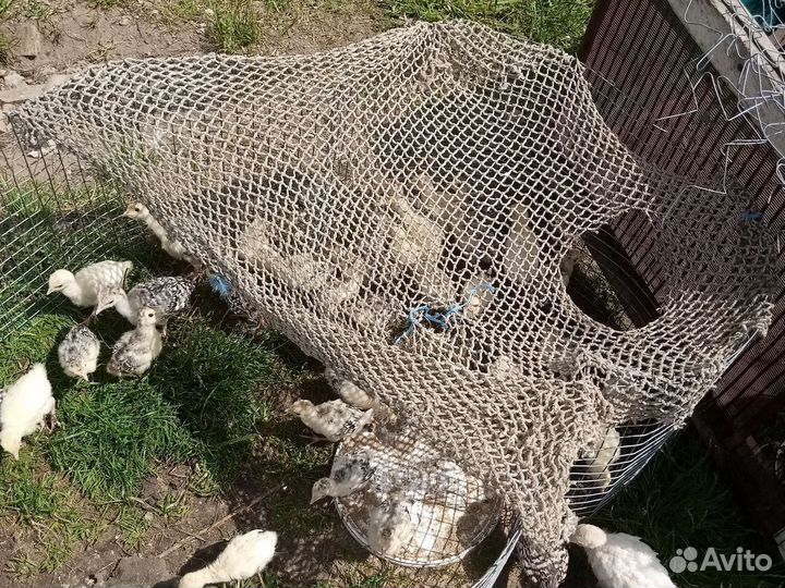 Домашняя птица