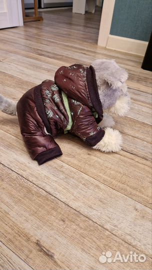 Комбинезон для маленькой собаки