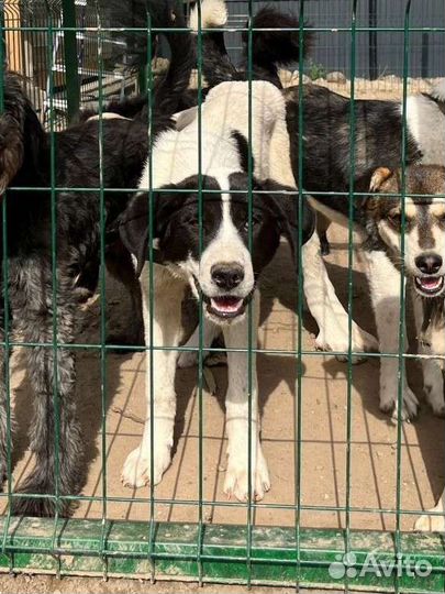 Щенки алабая в добрые руки бесплатно